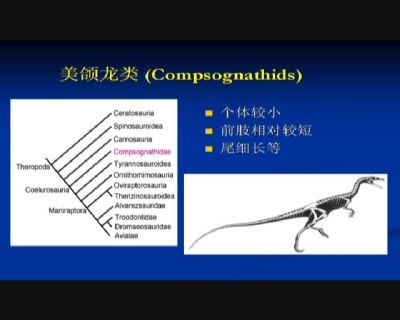 43-从中国的美颌龙类化石谈.
